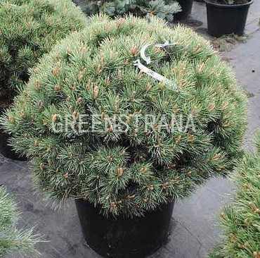 Сосна горная Мопс (Pinus mugo 'Mops')