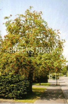 Рябина обыкновенная Аспленифолия (Sorbus aucuparia 'Asplenifolia')