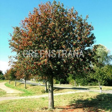 Рябина промежуточная (Sorbus intermedia)