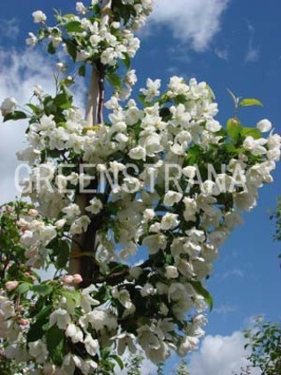 Яблоня Стрит Парад (Malus 'Street Parade')