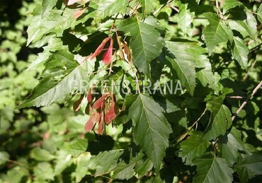 Клен Гиннала Бейли Компакт (Acer ginnala 'Bailey Compact')