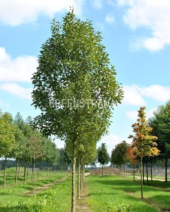 Ясень обыкновенный (Fraxinus excelsior)