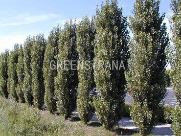 Тополь черный Италика (Populus nigra 'Italica')