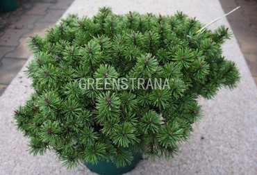 Сосна горная Хампи (Pinus mugo 'Humpy')