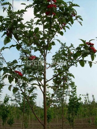 Рябина промежуточная (Sorbus intermedia)