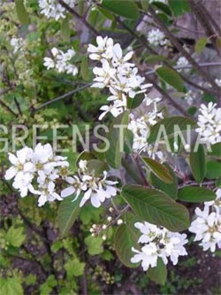 Ирга канадская (Amelanchier canadensis)