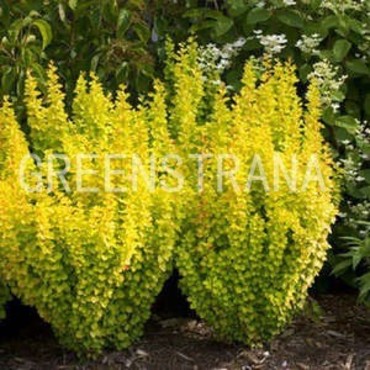 Барбарис Тунберга (Berberis thunbergii)