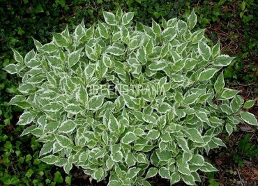 Дерен белый (Cornus alba)