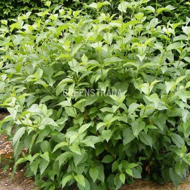 Дерен отпрысковый Флавирамеа (Cornus stolonifera 'Flaviramea')