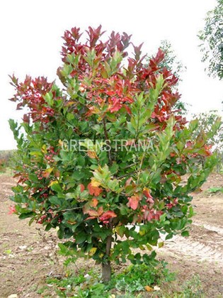 Бересклет европейский Ред Каскад (Euonymus europaeus 'Red Cascade')