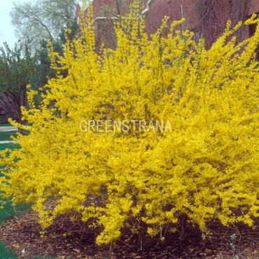 Форзиция средняя Гольдзаубер (Forsythia x intermedia 'Goldzauber')
