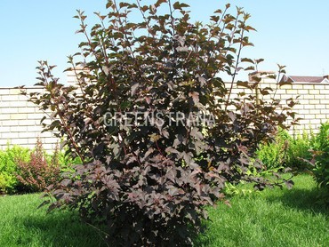 Пузыреплодник калинолистный Пурпуреа (Physocarpus opulifolius 'Purpurea')