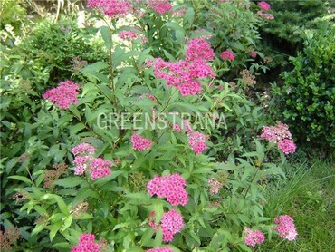 Спирея Бумальда (Spiraea x bumalda)