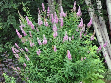 Спирея Дугласа (Spiraea douglasii)
