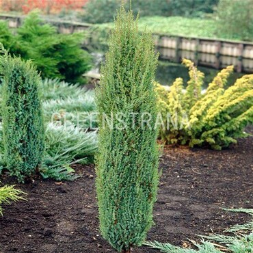 Можжевельник обыкновенный Арнольд (Juniperus communis 'Arnold')