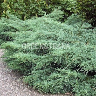 Можжевельник виргинский Грей Оул (Juniperus virginiana 'Grey Owl')