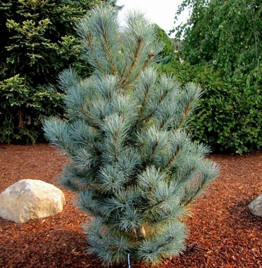 Сосна сибирская (кедровая) (Pinus sibirica)