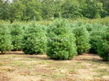 Сосна Веймутова (Pinus strobus) Extra