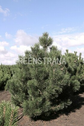 Сосна горная Унцината (Pinus mugo subsp. uncinata)