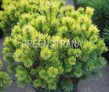 Сосна горная Офир (Pinus mugo 'Ophir')