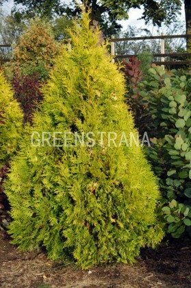 Туя западная Юроп Голд (Thuja occidentalis 'Europe Gold')