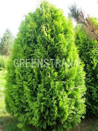 Туя западная Хоуви (Thuja occidentalis 'Hoveyi')