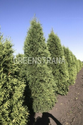 Туя западная Малониана (Thuja occidentalis 'Malonyana')