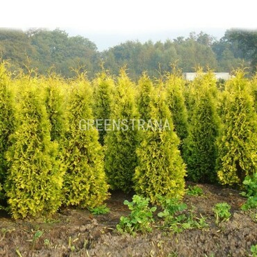 Туя западная Санкист (Thuja occidentalis 'Sunkist')