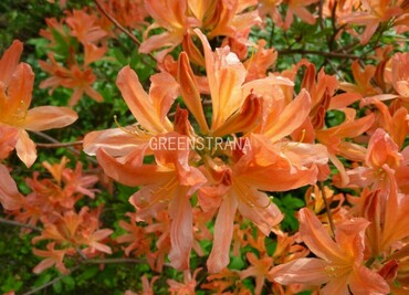 Азалия Чардаш (Azalea 'Csardas')