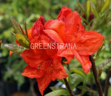 Азалия Фейерверк (Azalea 'Feuerwerk')