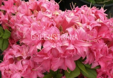 Азалия листопадная Хоумбуш (Azalea 'Homebush')