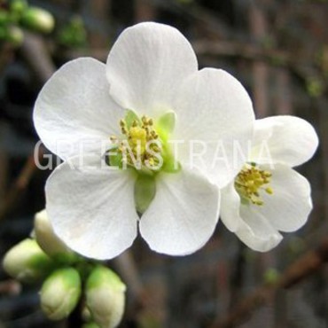 Айва красивая Нивалис (Chaenomeles x superba 'Nivalis')