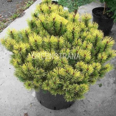Сосна горная Винтер Голд (Pinus mugo 'Winter Gold')
