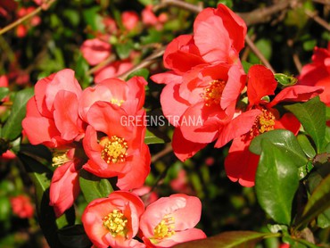 Айва японская (Chaenomeles japonica)