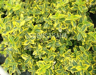 Бересклет Форчуна Эмеральд Голд (Euonymus fortunei 'Emerald 'n' Gold')