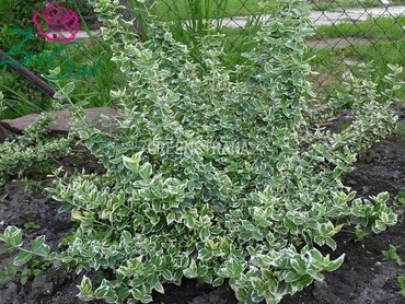 Бересклет Форчуна Эмеральд Гаити (Euonymus fortunei 'Emerald Gaiety')