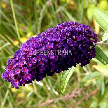 Будлея Давида Блэк Найт (Buddleja davidii 'Black Knight')