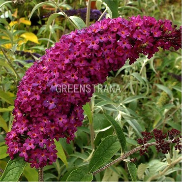 Будлея Давида Роял Ред (Buddleja davidii 'Royal Red')