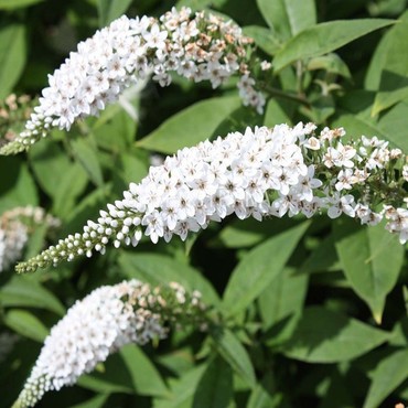 Будлея Давида Вайт Профьюжн (Buddleja davidii 'White Profusion')