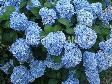 Гортензия крупнолистовая Эрли Блю (Hydrangea macrophylla 'Early Blue')