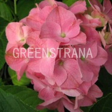 Гортензия крупнолистовая (Hydrangea macrophylla)