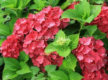 Гортензия крупнолистовая Хот Ред (Hydrangea macrophylla 'Hot Red')
