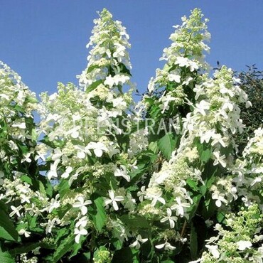 Гортензия метельчатая Левана (Hydrangea paniculata 'Levana')
