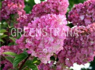 Гортензия метельчатая Сандей Фрайз (Hydrangea paniculata 'Sundae Fraise')
