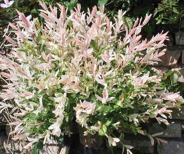 Ива цельнолистная Хакуро Нишики (Salix integra 'Hakuro-Nishiki')