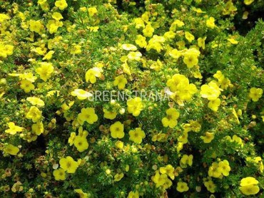 Лапчатка кустарниковая Кобольд (Potentilla fruticosa 'Kobold')
