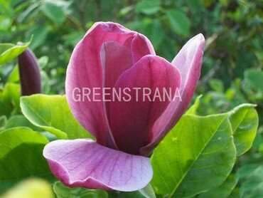 Магнолия Суланжа Ленней (Magnolia x soulangeana 'Lennei')