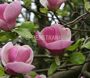 Магнолия Суланжа (Magnolia x soulangeana)