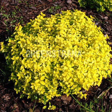 Спирея японская Голден Карпет (Spiraea japonica 'Golden Carpet')
