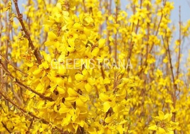 Форзиция промежуточная Линвуд (Forsythia x intermedia 'Lynwood')